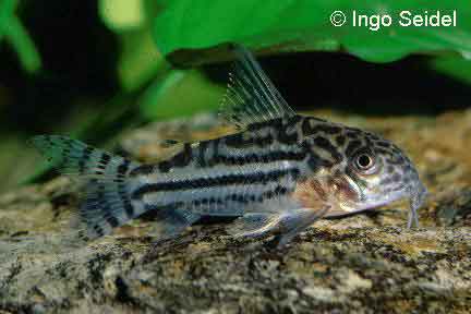 Corydoras